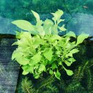 Alternanthera Bettzickiana Aurea Terrarium Vivarium