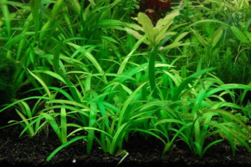 Dwarf Sagittaria Subulata Bunch Beginner Foreground Live Aquarium Plants Factory