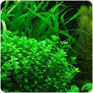 Bacopa Monnieri Moneywort Freshwater Live Aquarium Plants Bunch