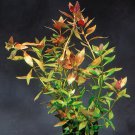 Ludwigia Repens Bunch Freshwater Live Decoration Aquarium Plants