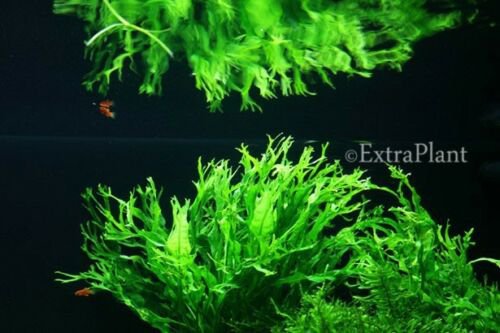 Microsorum Windelov Pot Lace Java Fern Live Aquatic Aquarium Plant