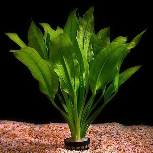 Amazon Sword Potted Easy Background Live Aquarium Plants
