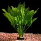 Amazon Sword Potted Easy Background Live Aquarium Plants