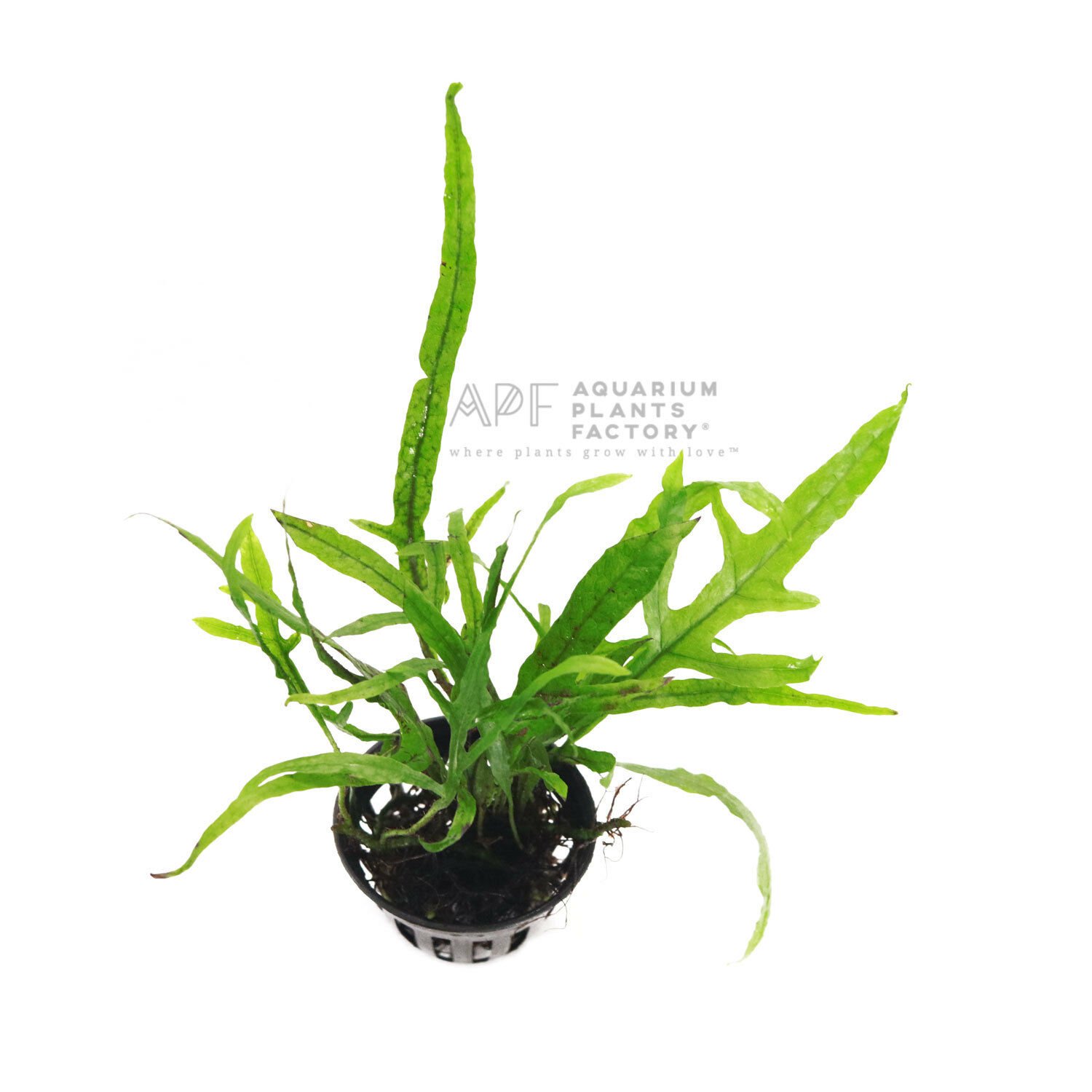 Microsorum Pteropus Trident Potted Java Fern Live Aquarium Plants