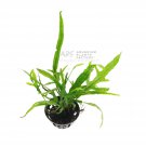 Microsorum Pteropus Trident Potted Java Fern Live Aquarium Plants