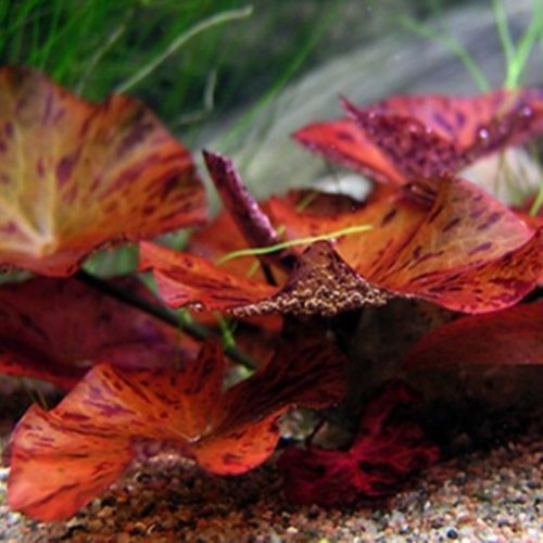 Red Tiger Lotus Bulb Only Nymphaea Zenkeri Live Aquarium Plants