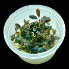 Bucephalandra Black Pearl | APF Tissue Culture Cup Aquarium Plants Factory