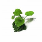 Banana Lily Nymphoides Aquatica | Aquarium Plants
