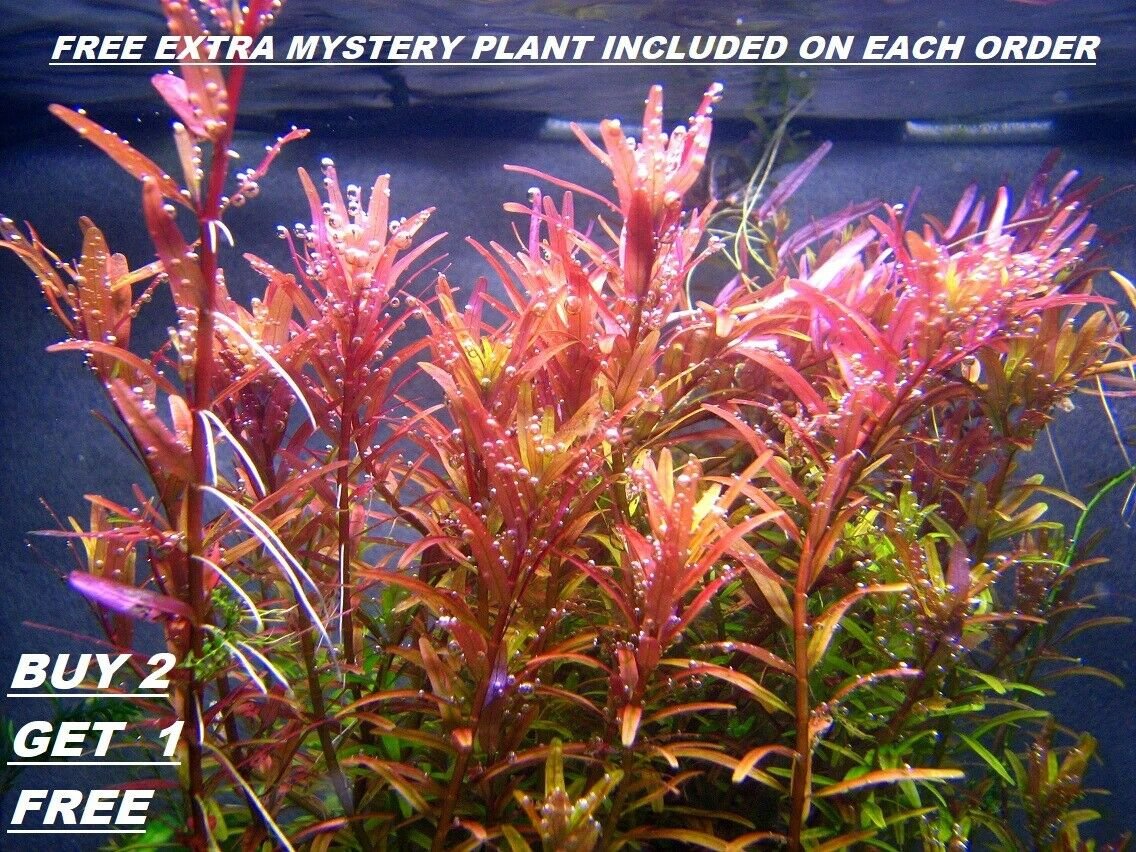 Rotala Rotundifolia RED Live Aquarium Plant Aquatic Plant