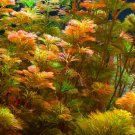 Red Cabomba Piauhyensis Furcata Fanwort Bunch Live Aquarium