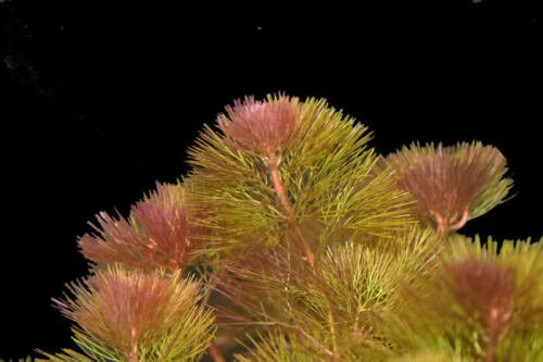 Cabomba Purple Live Aquarium Plants Bunch planted tank