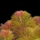 Cabomba Purple Live Aquarium Plants Bunch planted tank