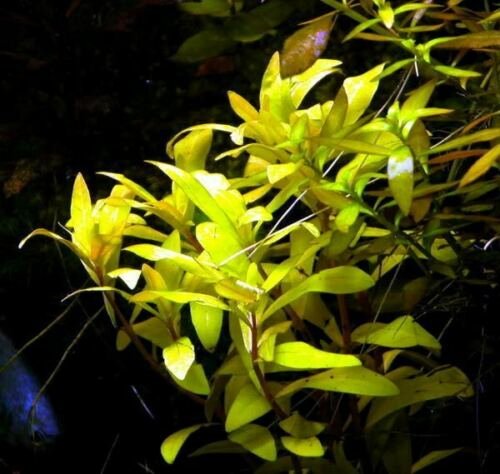 Nesaea pedicellata 'Golden' Bunch Aquatic Live Aquarium Plants