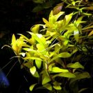 Nesaea pedicellata 'Golden' Bunch Aquatic Live Aquarium Plants