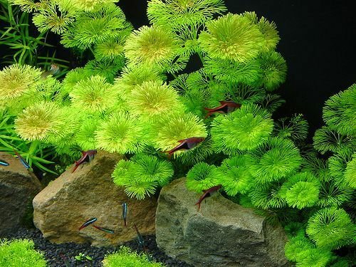 Cabomba live aquarium plants aquascaping planted tank easy