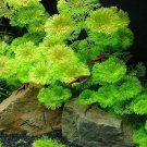 Cabomba live aquarium plants aquascaping planted tank easy