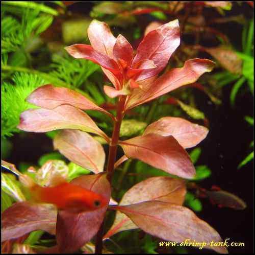 red ludwigia live aquarium plants aquascaping planted tank pond easy beginner