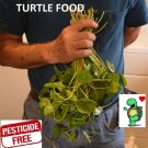 pennywort stems live plants Turtle Herp food Organic no chemicals