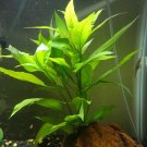 Hygrophila Corymbosa Bunch Easy Live Aquarium