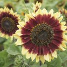Florenza Sunflower Seeds Fresh 12 Seed