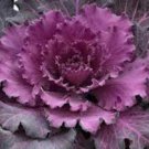 Ornamental Cabbage Osaka Red 40