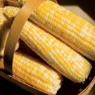 Temptress Sweet Corn Seeds Fresh 100 Seed