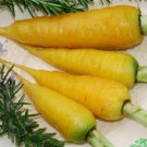 Solar Yellow Carrot Seeds Fresh 300 Seed