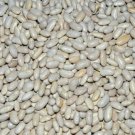 Great Northern Soup Beans Seeds Fresh 300 Seed