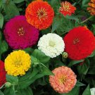 California Giant Mix Zinnia Seeds Fresh 50 Seed
