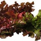 Oakleaf Red Lettuce Seeds Fresh 600 Seed