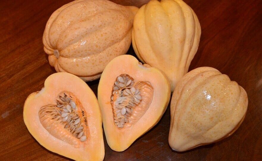 Thelma Saunders Winter Squash Seeds Fresh 12 Seed