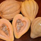 Thelma Saunders Winter Squash Seeds Fresh 12 Seed
