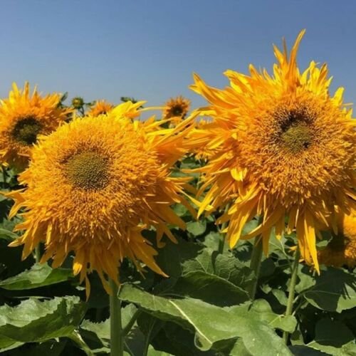 Double Quick Orange Sunflowers Fresh Seed Fresh 12 Seed