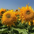 Double Quick Orange Sunflowers Fresh Seed Fresh 12 Seed