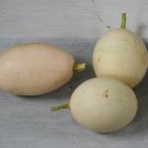 Nest Egg Gourd Seeds Fresh 12 Seed