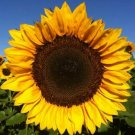 Pro Cut Orange Excel Sunflower Fresh 12 Seed