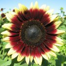 Pro Cut Red Lemon Sunflower fresh 12 Seed