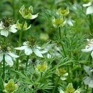 Cumin 500+ seeds Fresh Seed
