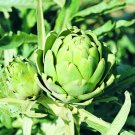 Green Globe artichoke 12 Seeds Fresh