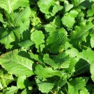 Seven Top Turnip 500 Seeds Fresh