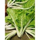 Lucullus Swiss Chard 250 Seeds Fresh