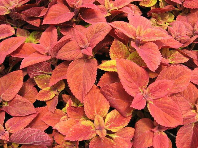 Wizard Sunset Coleus 40 Seeds Fresh