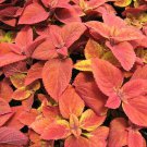 Wizard Sunset Coleus 40 Seeds Fresh