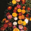 Bright Bikinis Helichrysum 50 Seeds Fresh