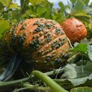 Bunch O Warts F1 Pumpkin 12 Seeds Fresh
