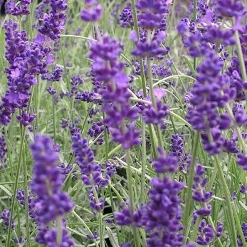 Lavender -Vera 100 Seeds Fresh
