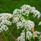 Anise sweet beauty flower 500 Seeds Fresh