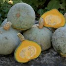 Silver Bell Squash Seeds 12 Seeds Fresh