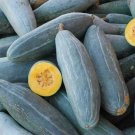 Guatemalan Blue Squash 12 Seeds Fresh