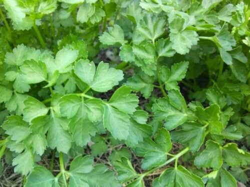 Plain Parsley 400 Seeds Fresh